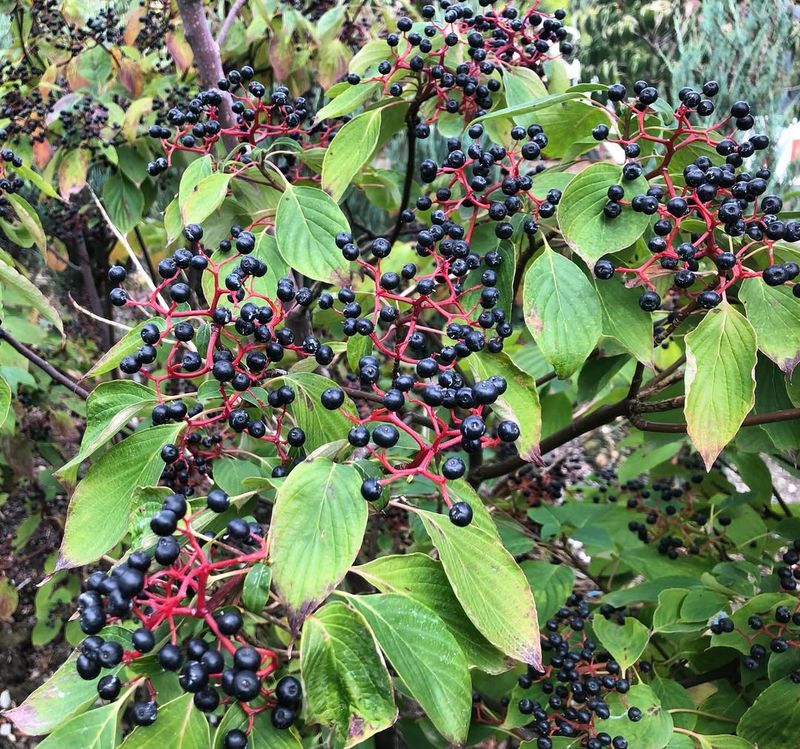 Pagoda Dogwood (Cornus alternifolia)