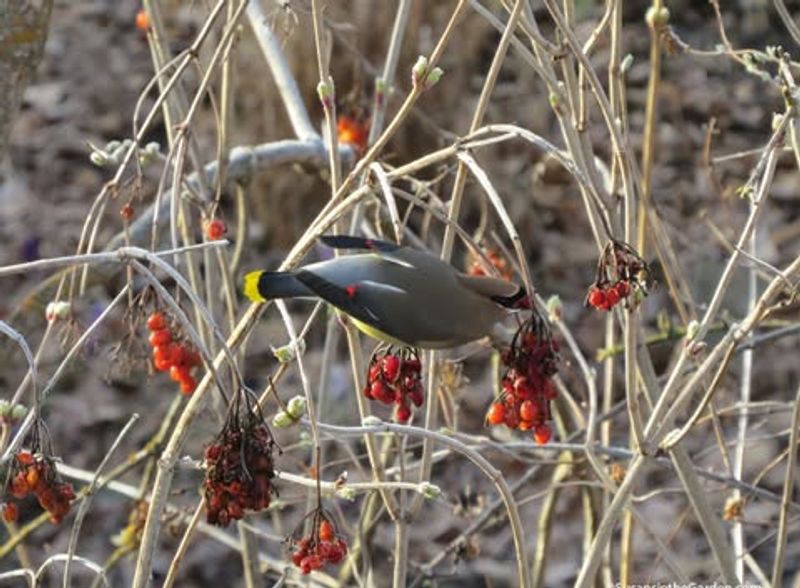 American Cranberrybush (Viburnum trilobum)