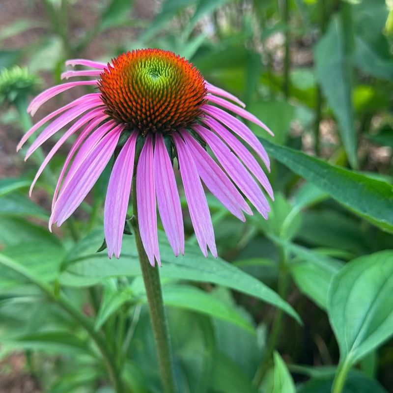 The Wildflower's Medicinal History Stretches Back Centuries Across Multiple Cultures