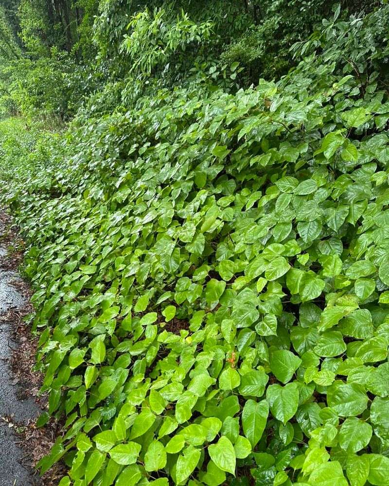 Japanese Knotweed