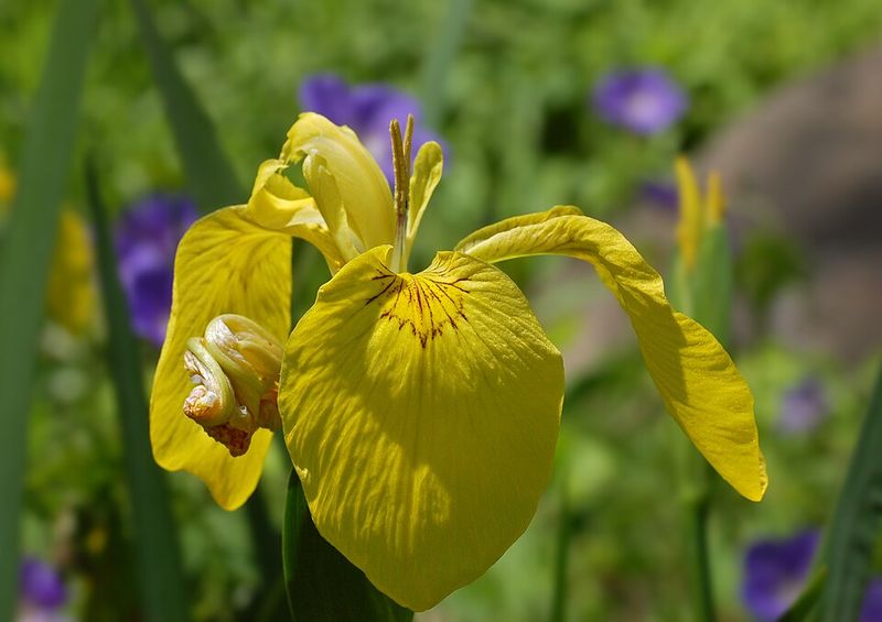 Yellow Flag Iris