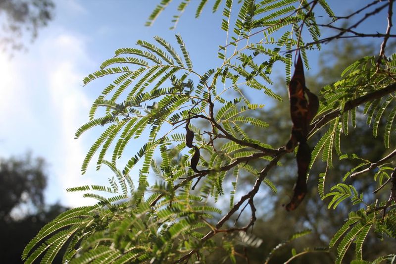 Tamarisk (Salt Cedar)