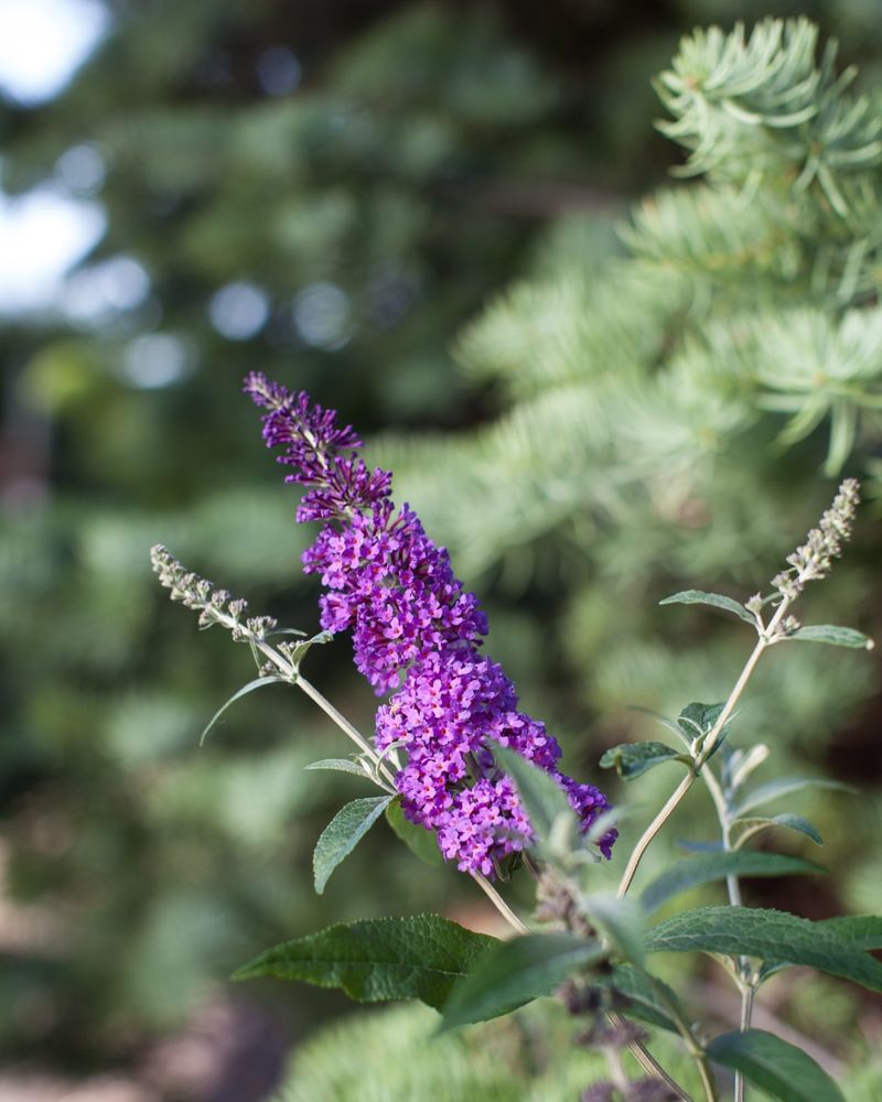 Butterfly Bush