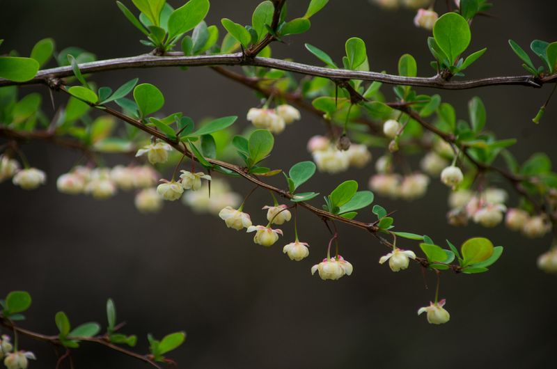Japanese Barberry