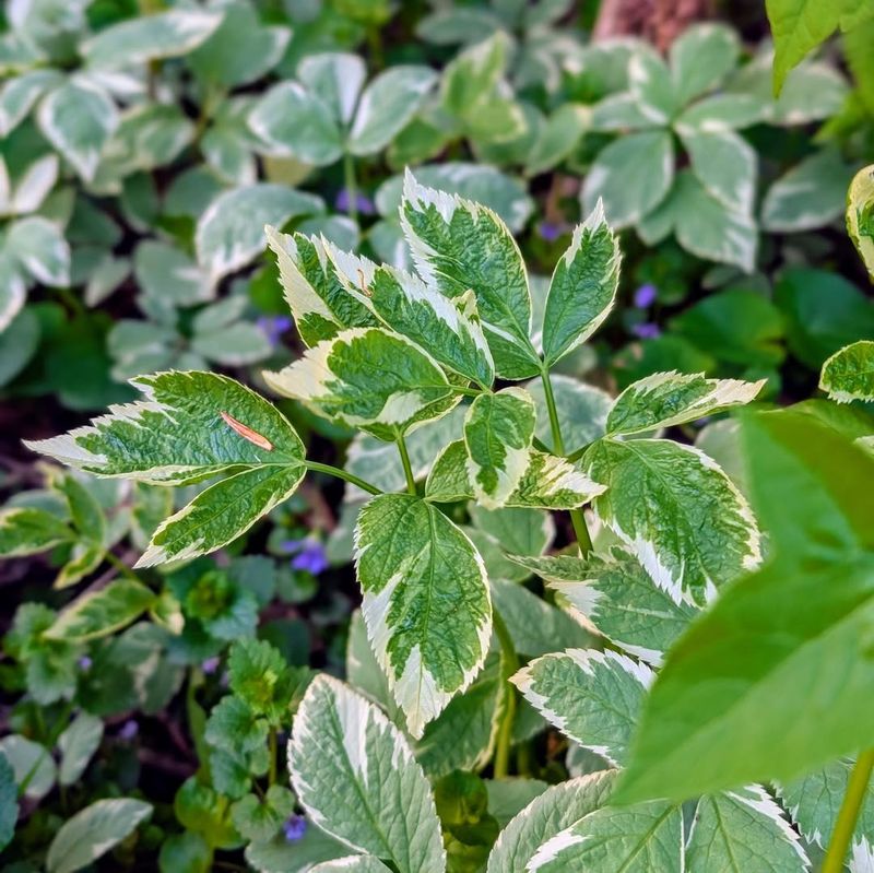 Bishop's Weed (Goutweed)