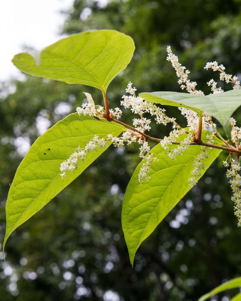 Japanese Knotweed (Fallopia Japonica)