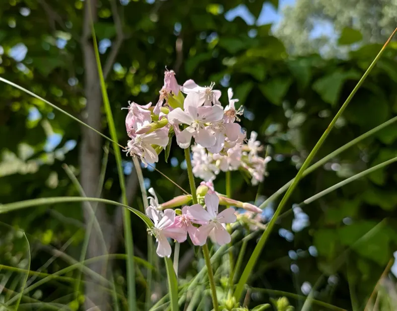 Creeping Bellflower (Campanula rapunculoides)