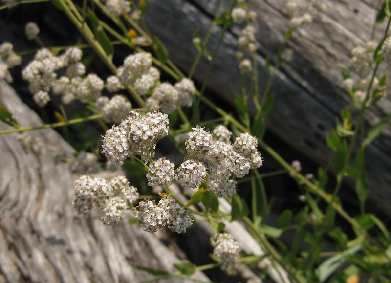 Perennial Pepperweed