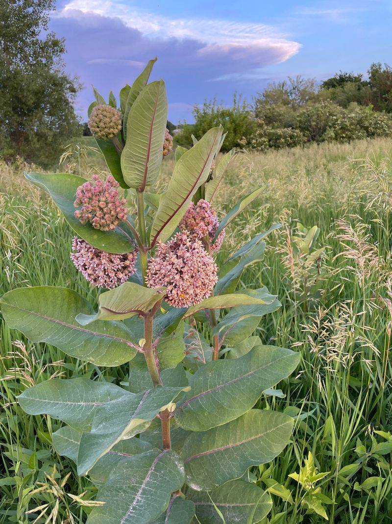 Sullivant's Milkweed
