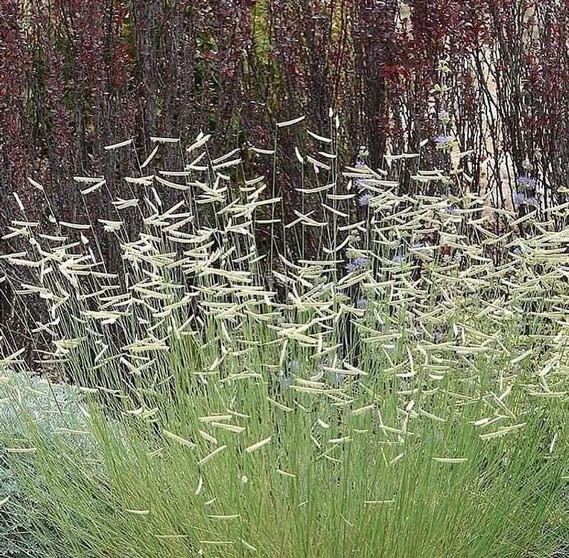 Blue Grama (Bouteloua Gracilis)