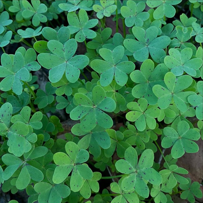 Wood Sorrel
