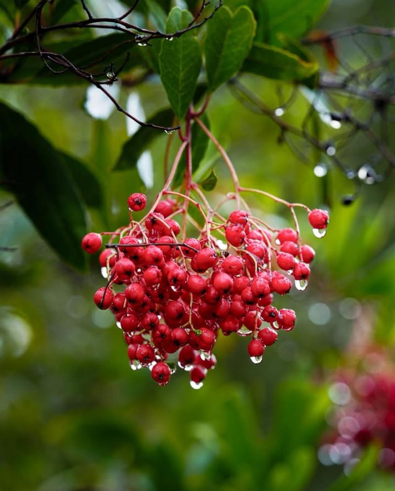 Toyon (Heteromeles Arbutifolia)