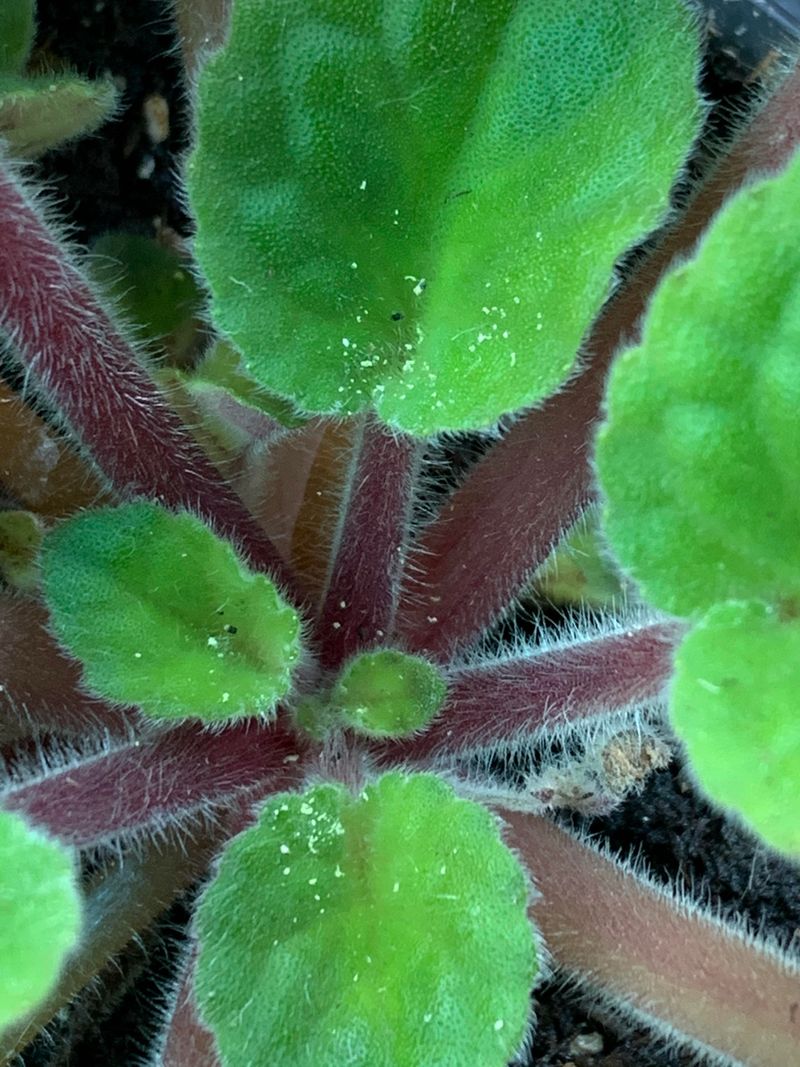 Pest Prevention Protects Winter Plants