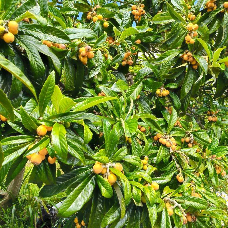 Loquat Trees Bloom Too Early