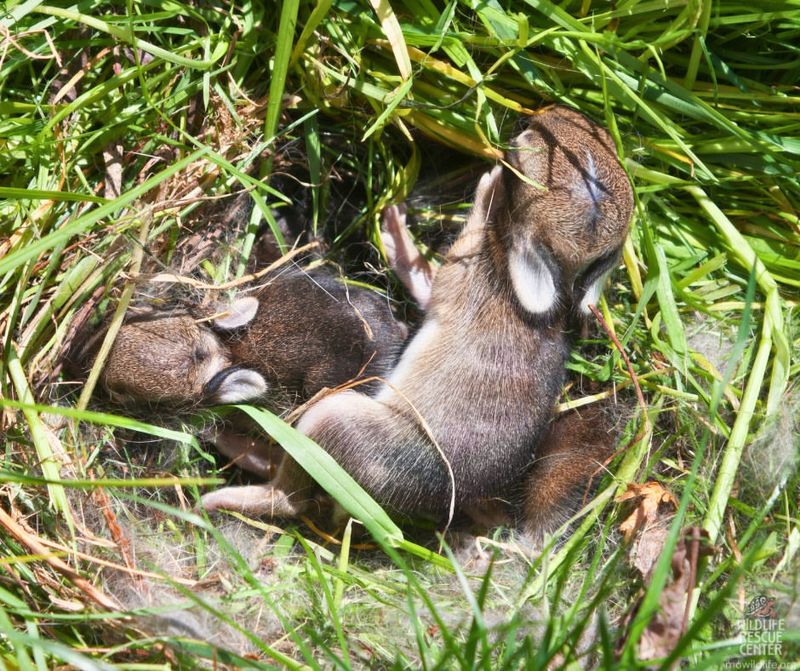 Female Rabbits Dig Nests During The Breeding Season