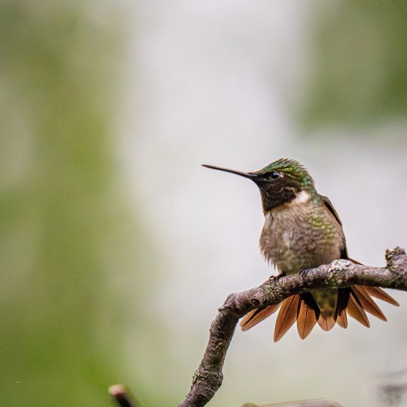 Hummingbirds Embody Joy and Energy
