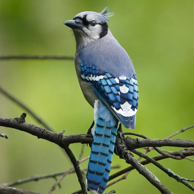 Blue Jays Calling With Confidence