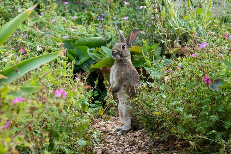 Lawns With Limited Cover Push Rabbits Into Garden Beds