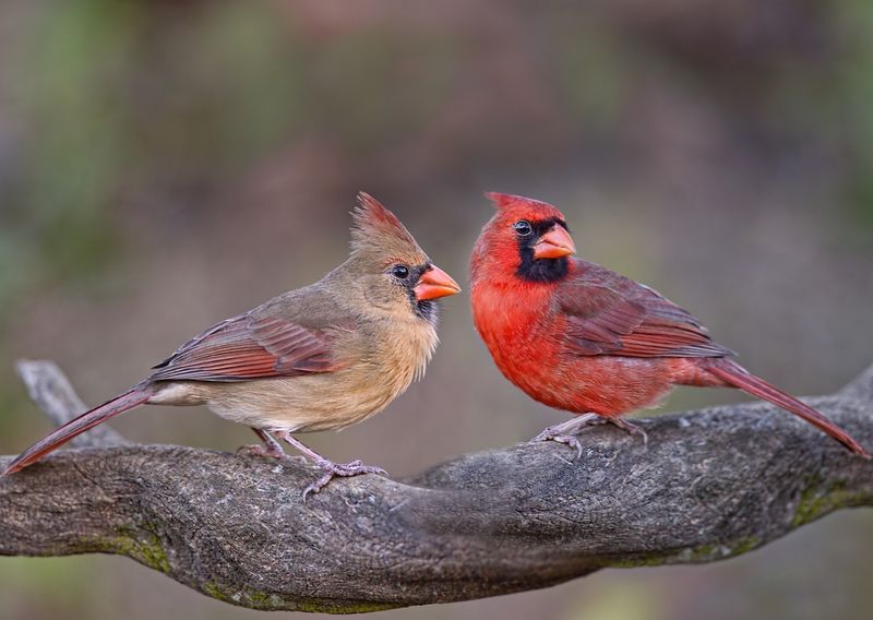 Cardinals Light Up Your Morning