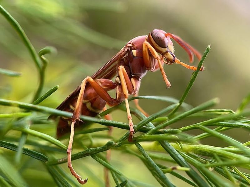 Venomous Stinging Wasps And Hornets