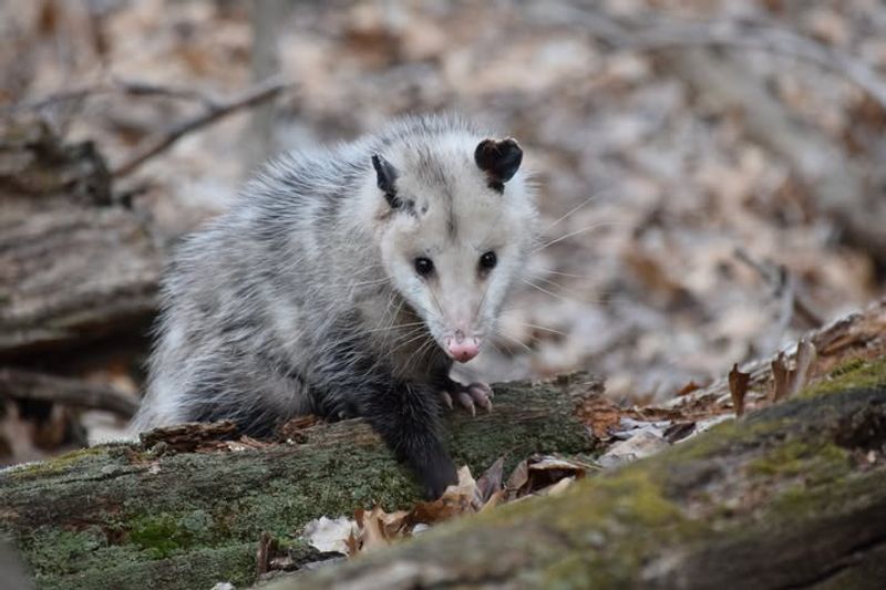 Opossum (Didelphis Virginiana)