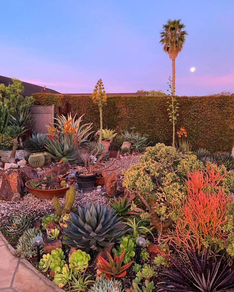 Succulent And Cactus Beds