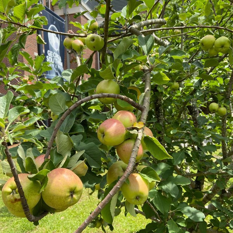 High Chill Apple Varieties