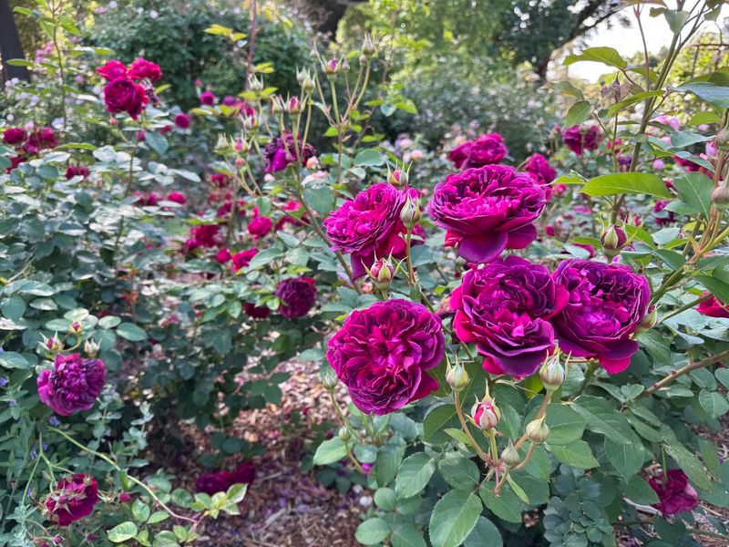 Heritage Rose Gardens