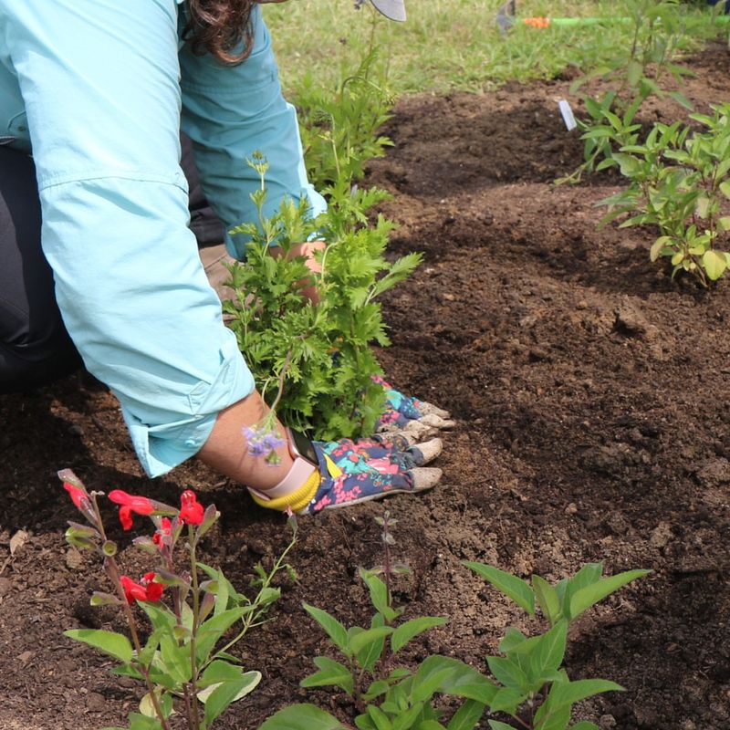 Soil Improvement Helps Plants Thrive With Less Water