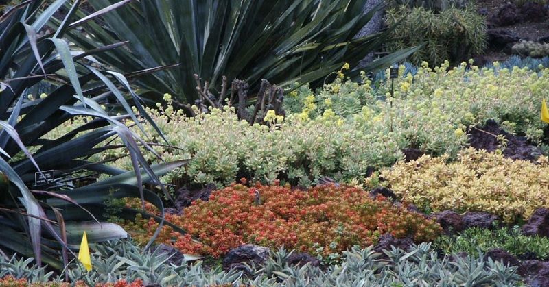 Ground Cover Plants Shade Soil And Reduce Evaporation