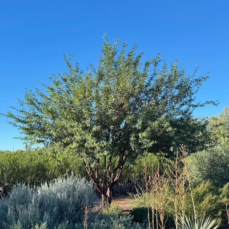 Strategic Shade Trees Lower Water Needs