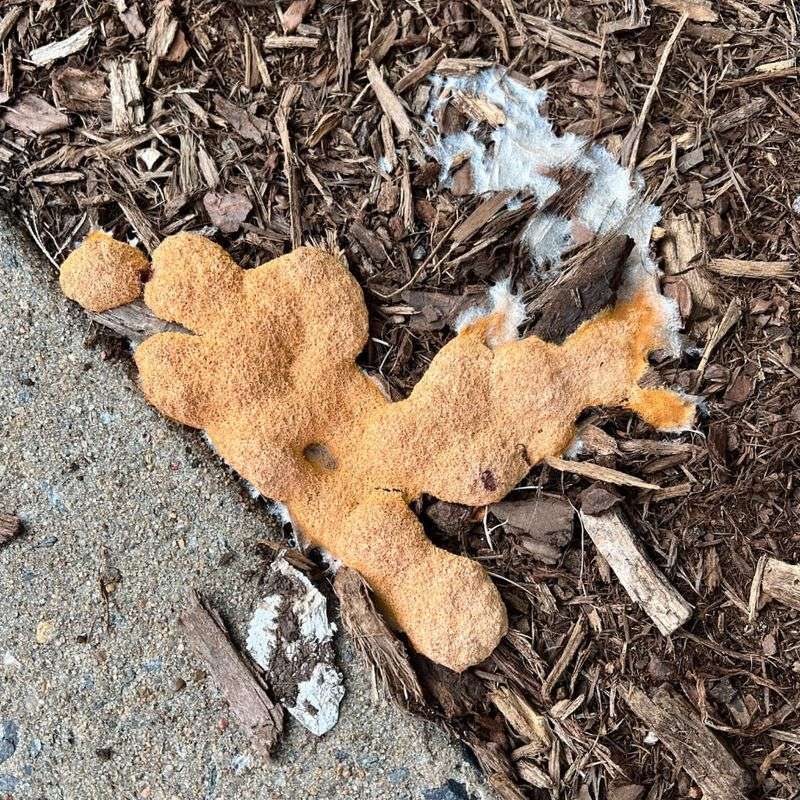 How To Spot Mulch Mold Before It Spreads Through The Garden