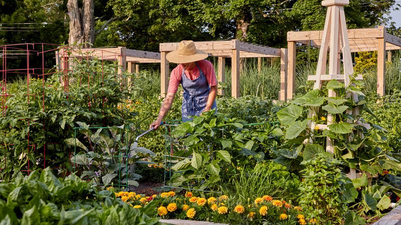 Traditional Row Garden With Companion Planting Zones