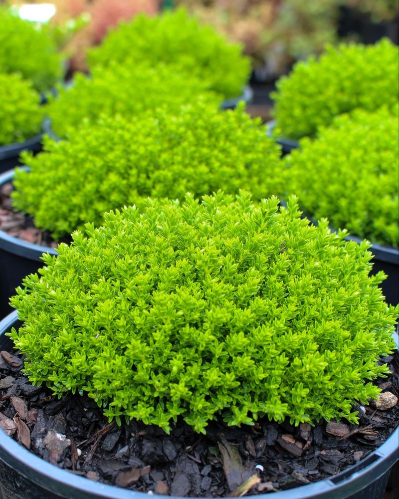 Evergreen Shrubs