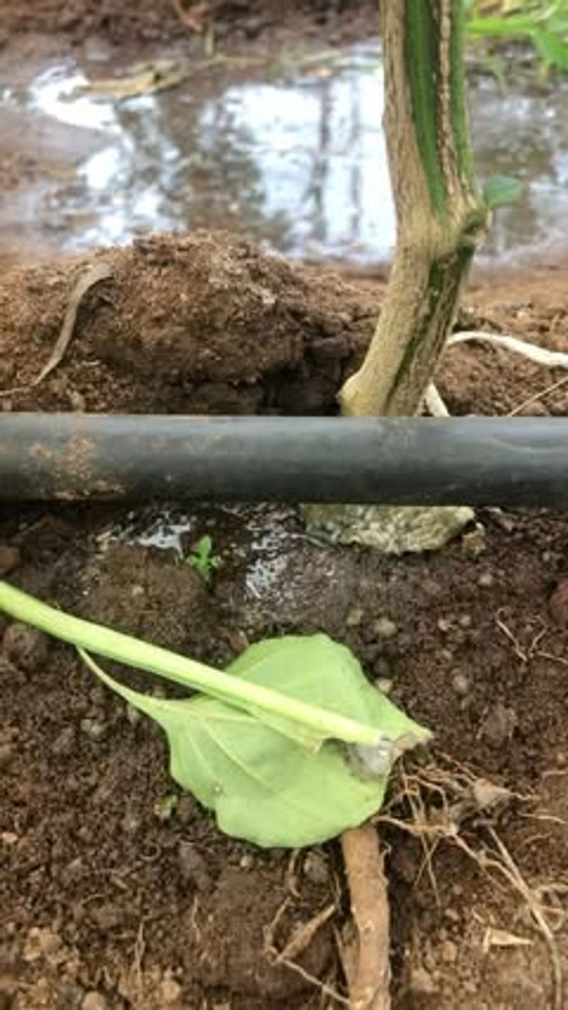 Gardeners Are Also Thinking About Water Sources