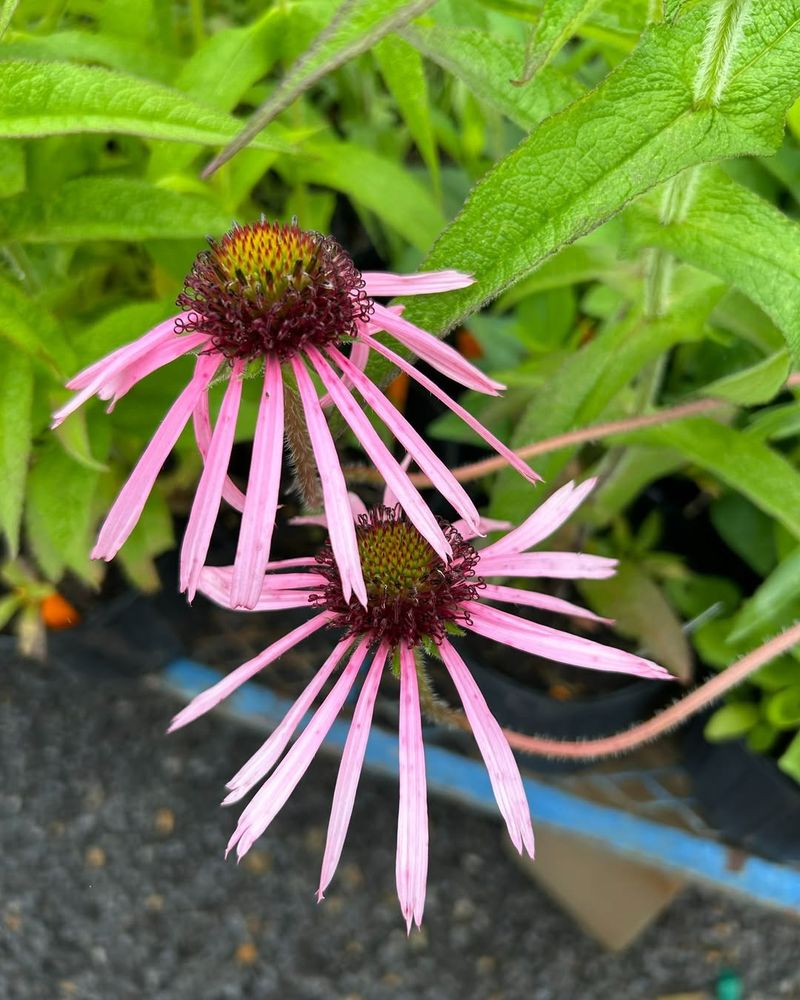 Drought-Tolerant Varieties Save Time