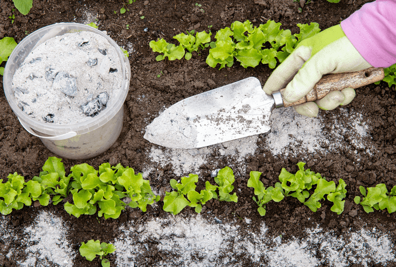 Delivers Essential Potassium