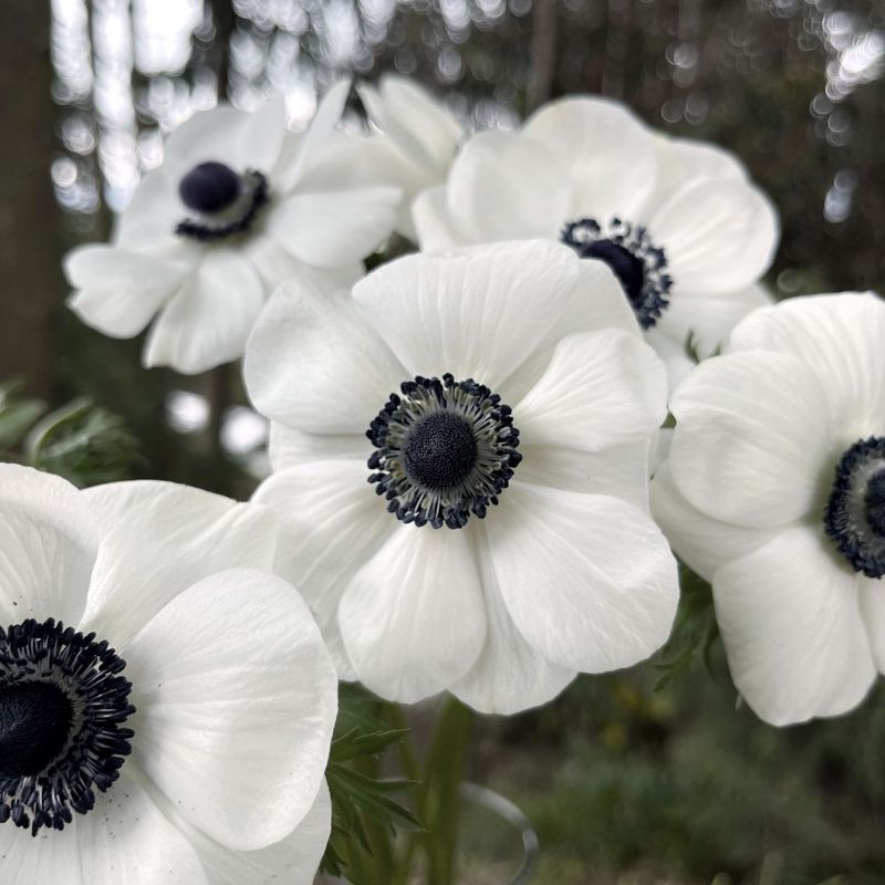 Anemones