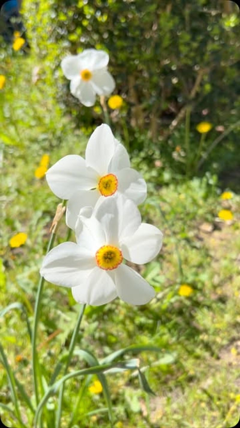 Paperwhites (Narcissus Tazetta)