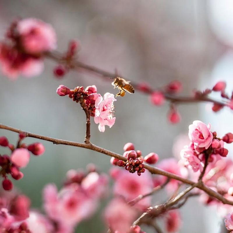 Cherry Blossoms: The Mindful Observer
