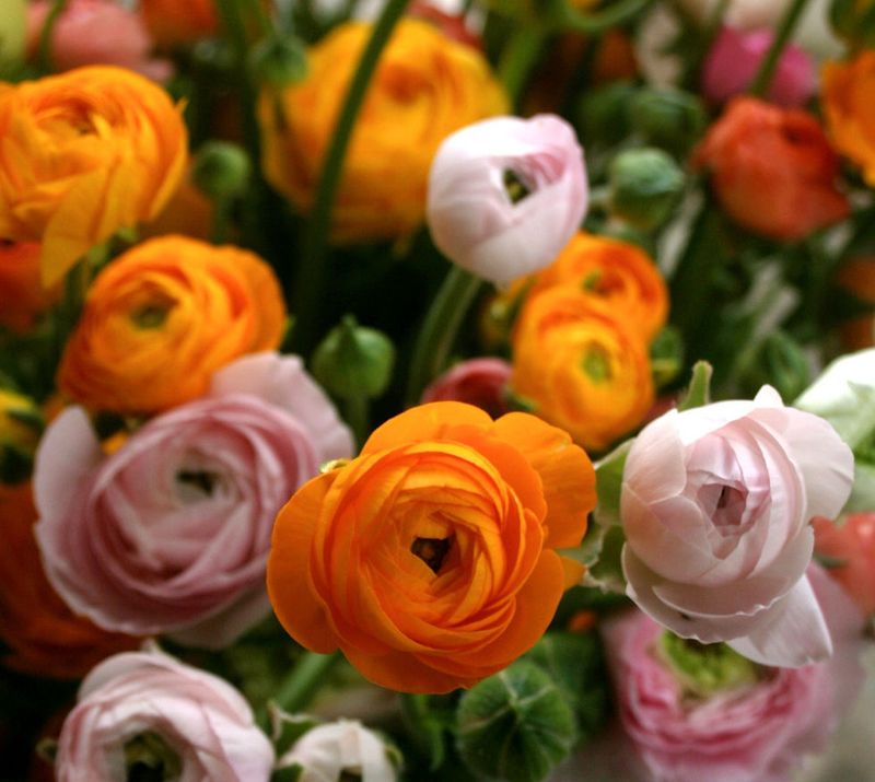 When Ranunculus Is In Peak Season For Texas Brides