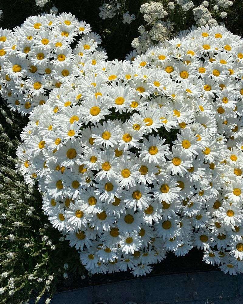 Daisies