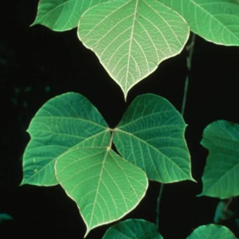 Large Three-Lobed Leaves That Look Distinctive