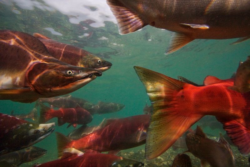 Federally Listed Threatened Salmonids When In Or Crossing Yards And Streams