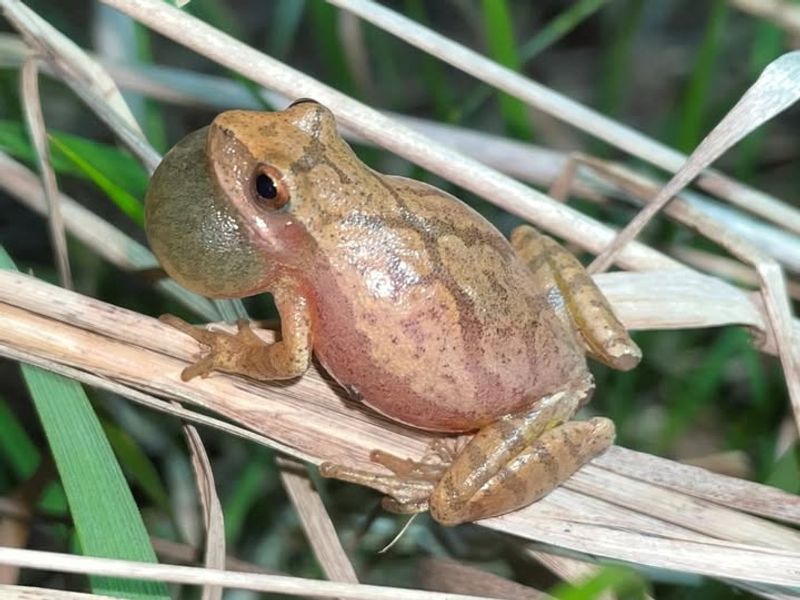 Native Frogs And Toads