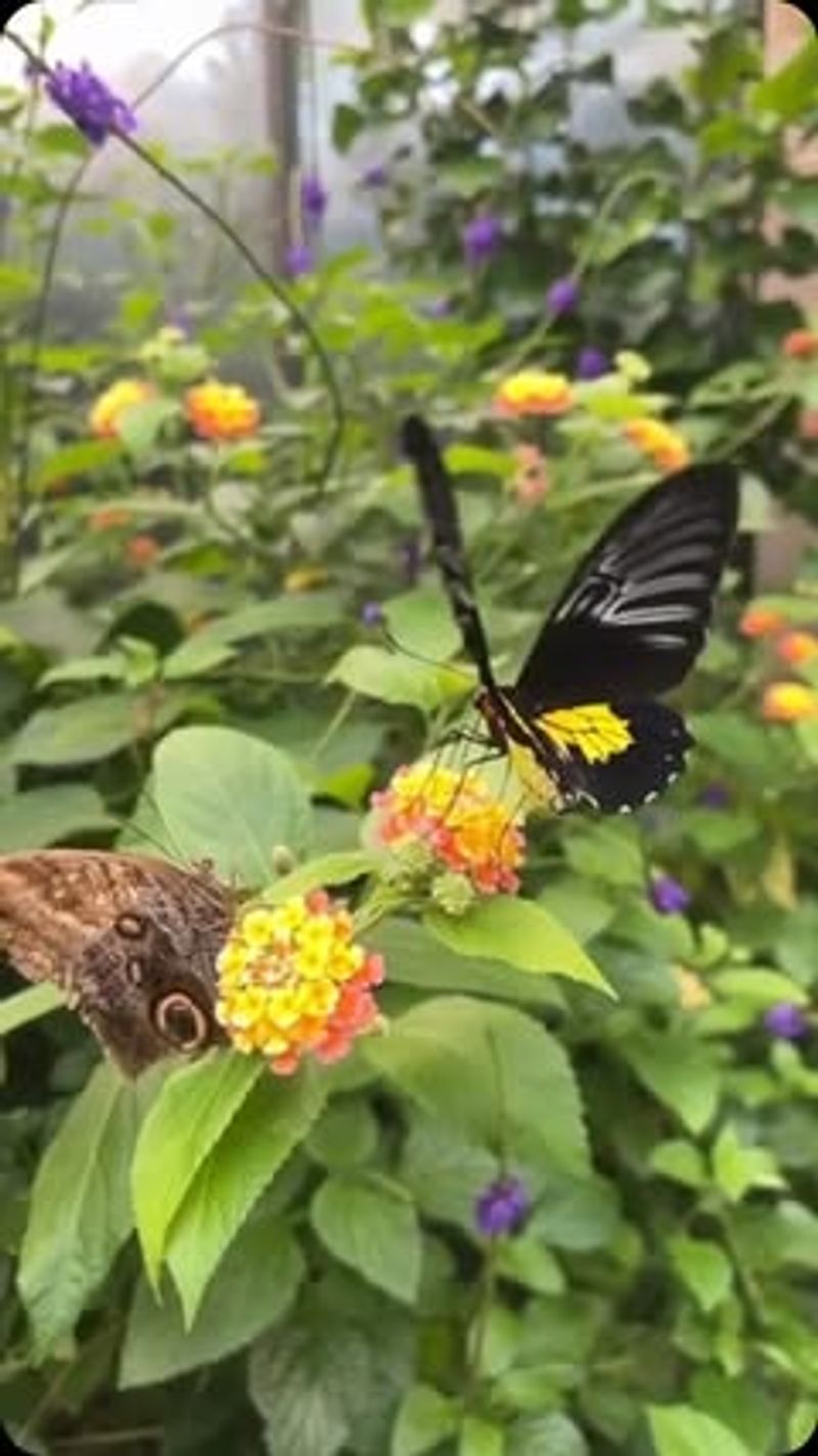 Butterfly Conservatory Filled With Winged Beauties