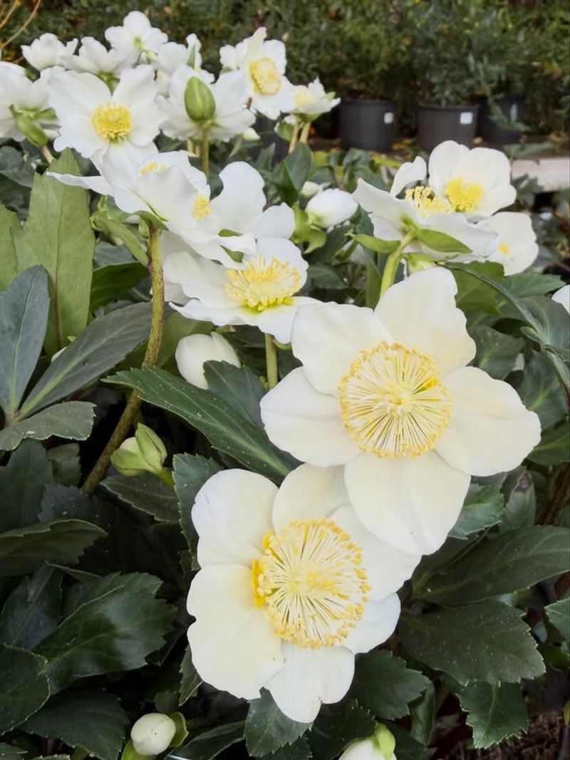 Helleborus niger