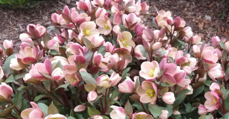 Hellebores (featured image)