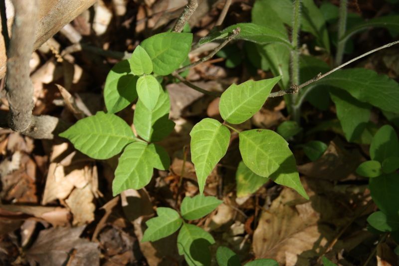 Ohio's Climate Encourages Growth