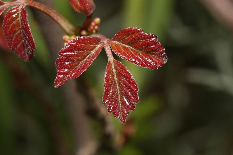 Identifying Poison Oak In Washington State